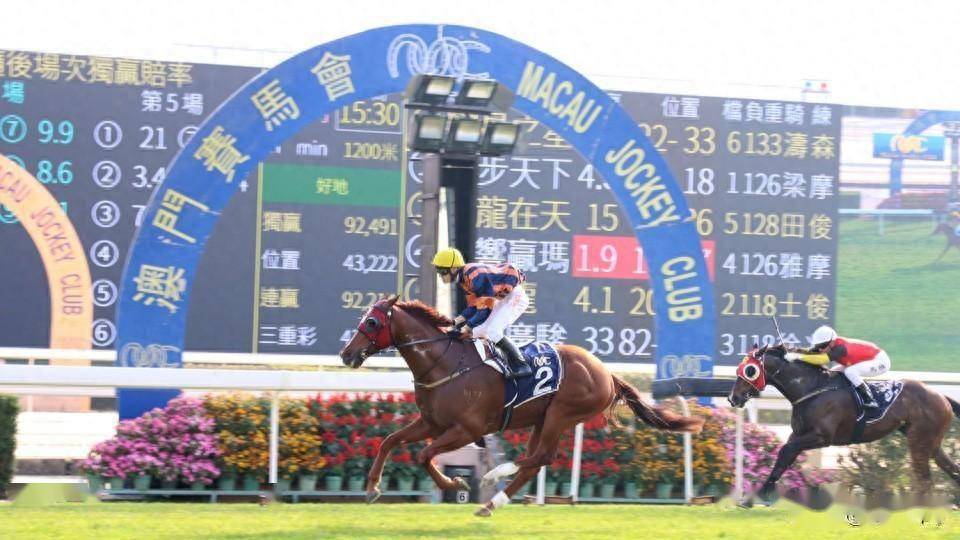 新澳门全年免费料请全面释义、解释与落实、专家解答解释落实